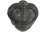 Stunning Enrolled Drotops Trilobite - Over Around #190412-3